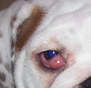 cherry eye