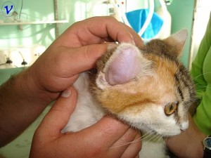 Este es un caso extremo en el que el Otohematoma ocupa todo el Pabellón auricular, el tamaño puede ser variable, inicialmente suelen ser pequeñas vejigas.